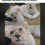 레딧에서 화제인 한국 사자