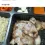 족발 환불한다 VS 안한다